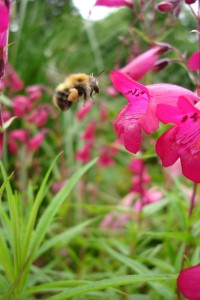 Bumblebee at flower, photo by kmg (stock.xchng)