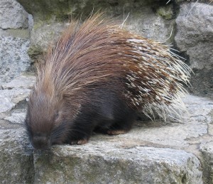 Porcupine, image by Guglielmo Losio on StockExchange